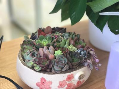 我與多肉的趣事