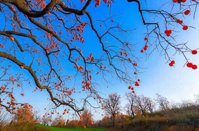 秋去冬來(lái)萬(wàn)物休   唯有柿樹(shù)掛燈籠