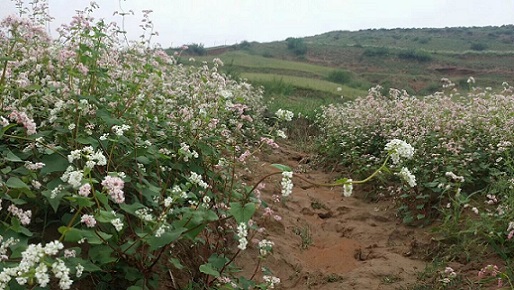 又見(jiàn)蕎麥花開(kāi)