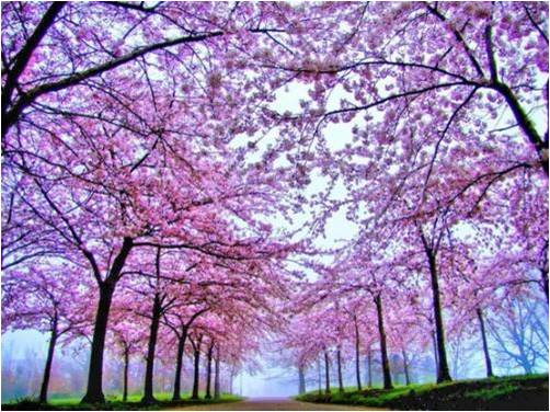 四月里一樹花開