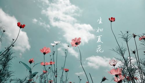 生如夏花之絢爛