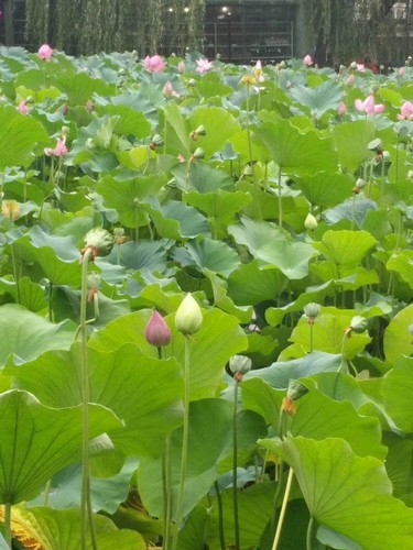 雨中賞荷