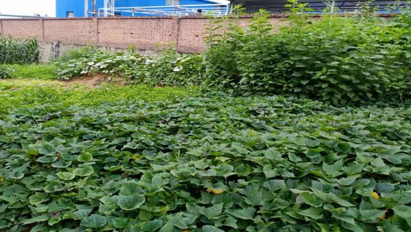 陜煤建設洗選煤運營公司紅柳林洗煤廠項目部：職工“菜園子”，舒筋又舒心