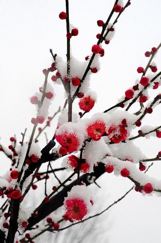 梅蘭竹菊