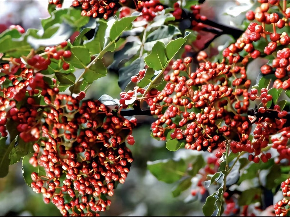  椒香溢韓城，福澤潤(rùn)民心