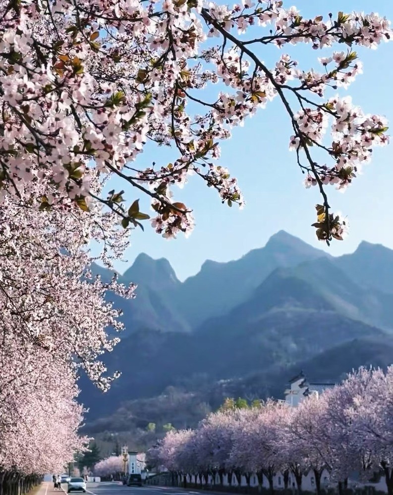 邂逅春櫻，期許四季