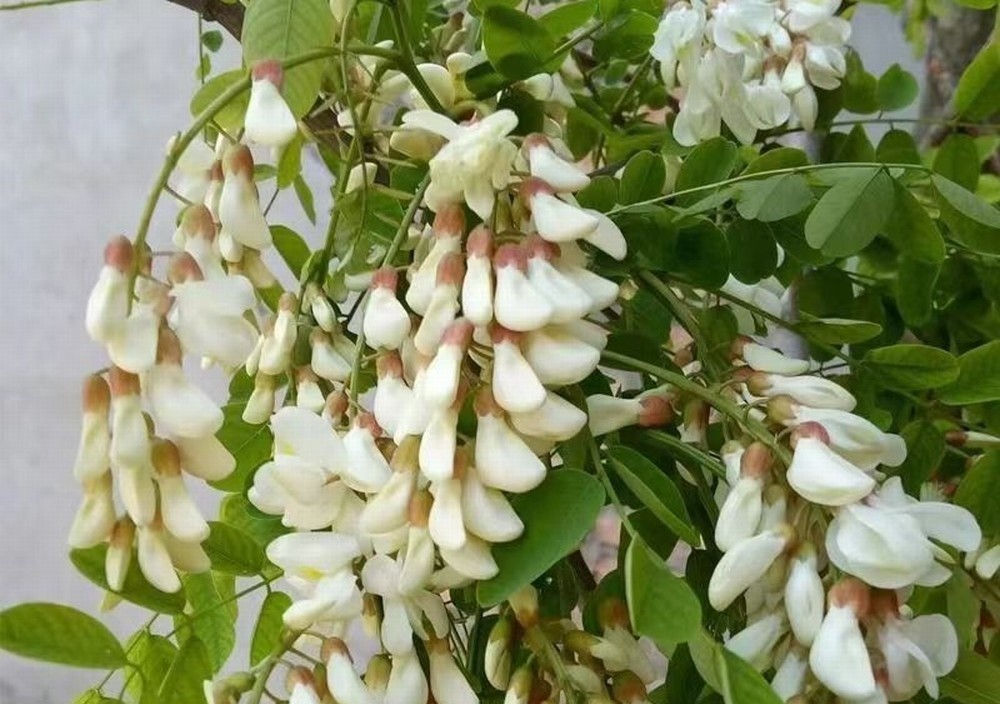 走！鉤洋槐花去！
