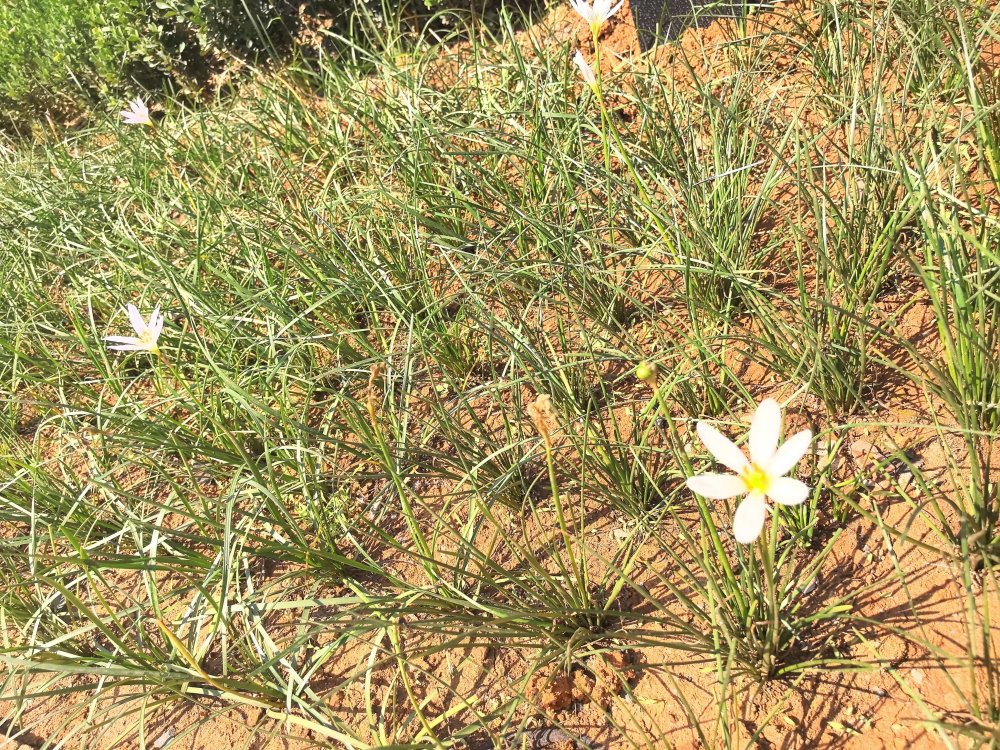 電廠花開時，奮斗自成章